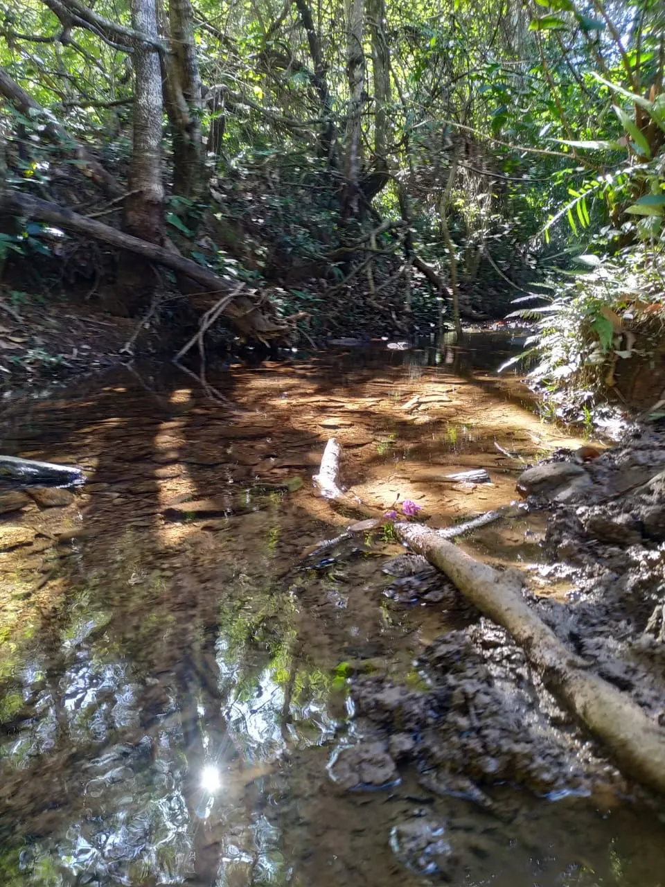 Farm for sale of 52 acres in Paracatu, MG, Brazil