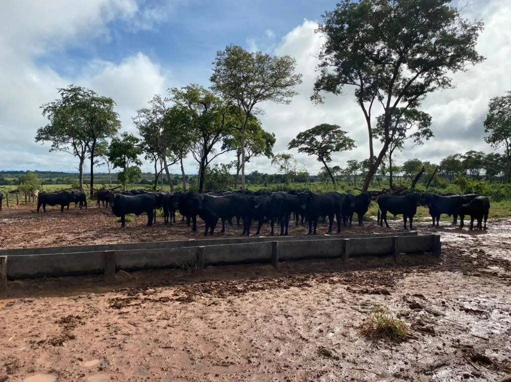 Fazenda à venda de 7.100 ha em Alcinópolis, MS, Brasil