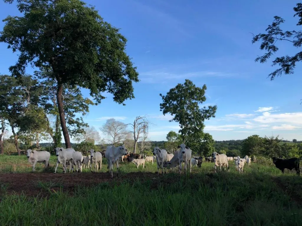 Fazenda à venda de 7.100 ha em Alcinópolis, MS, Brasil