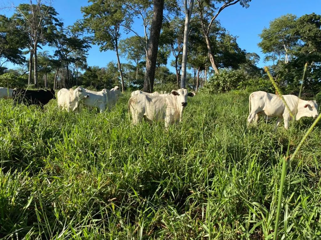 Fazenda à venda de 7.100 ha em Alcinópolis, MS, Brasil