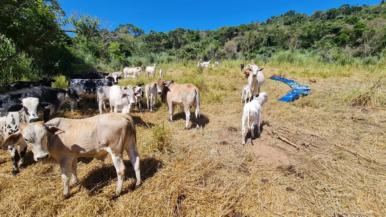 Fazenda à venda de 387 ha em Timburi, SP, Brasil