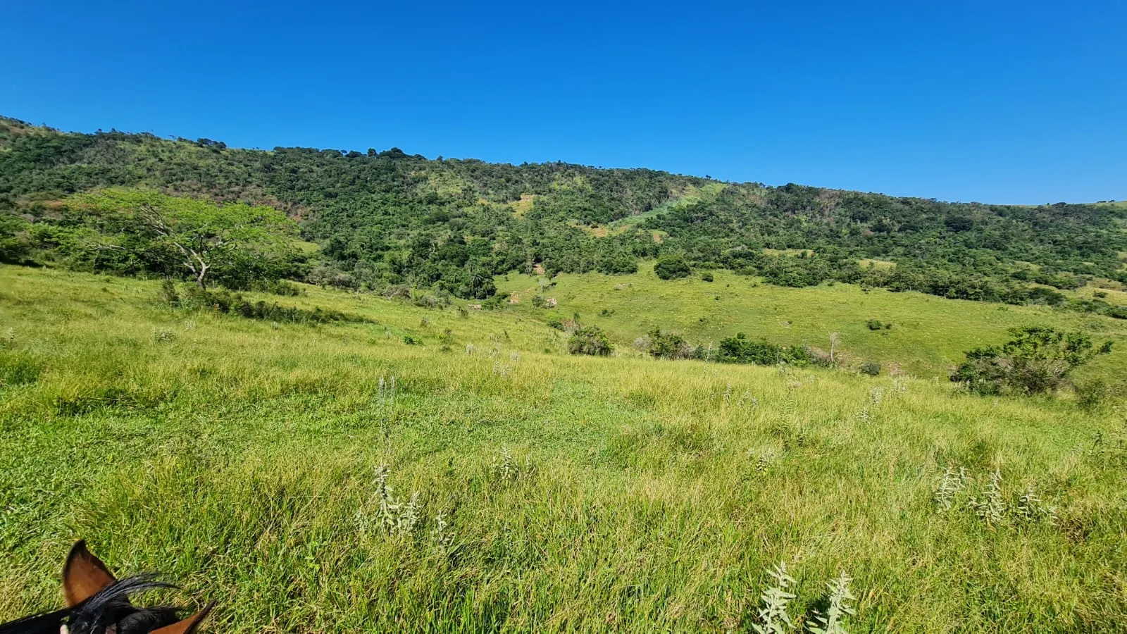 Fazenda à venda de 387 ha em Timburi, SP, Brasil
