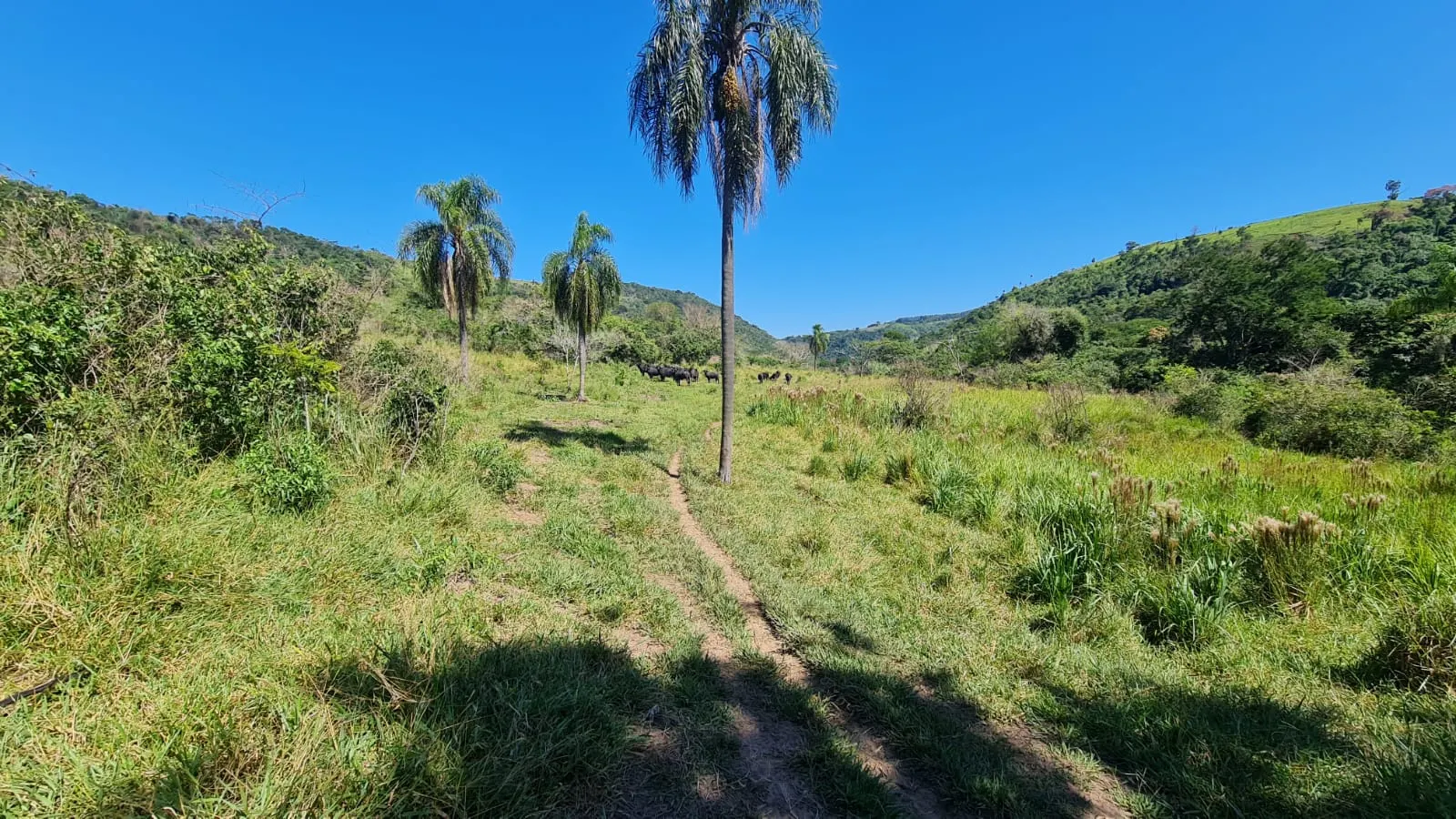 Fazenda à venda de 387 ha em Timburi, SP, Brasil
