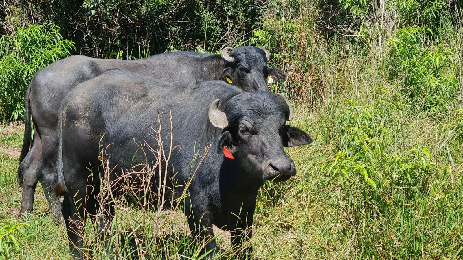 Fazenda à venda de 387 ha em Timburi, SP, Brasil