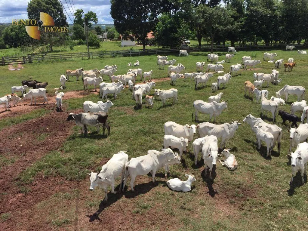 Farm for sale of 9,645 acres in Tesouro, MT, Brazil