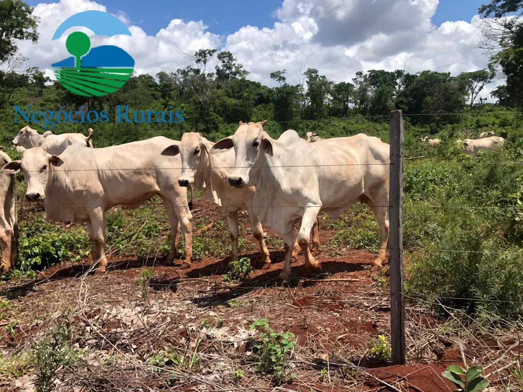 Fazenda à venda de 614 ha em Niquelândia, GO, Brasil