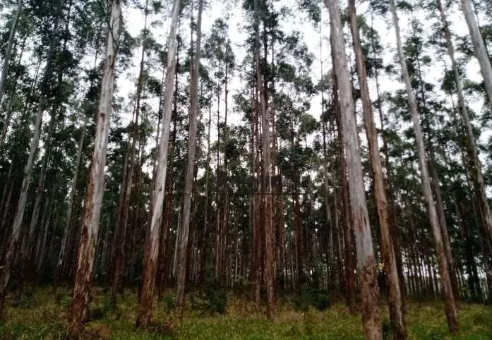 Fazenda à venda de 470 ha em Tatuí, SP, Brasil