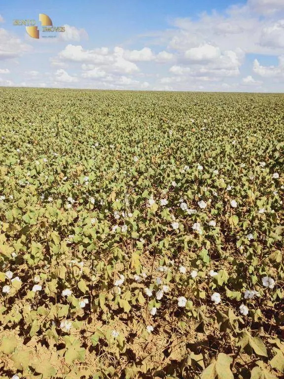 Fazenda à venda de 1.200 ha em Sorriso, MT, Brasil
