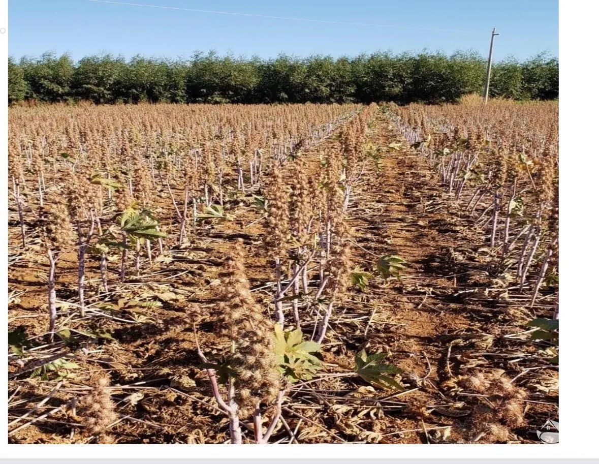 Fazenda à venda de 17.897 ha em Canarana, MT, Brasil