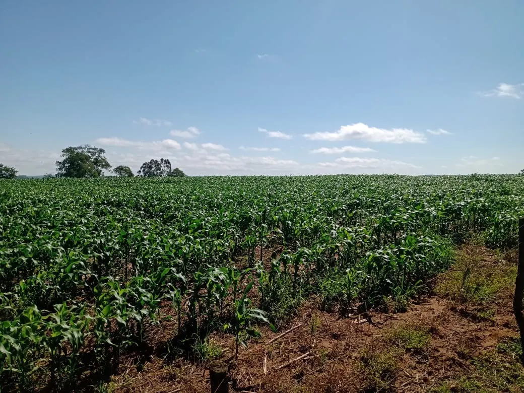 Fazenda à venda de 133 ha em Pilar do Sul, SP, Brasil