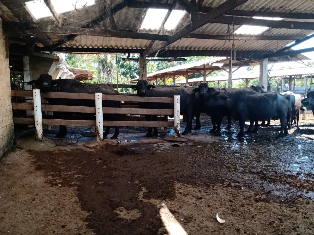 Fazenda à venda de 133 ha em Pilar do Sul, SP, Brasil