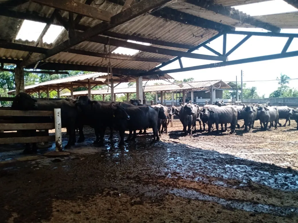 Fazenda à venda de 133 ha em Pilar do Sul, SP, Brasil