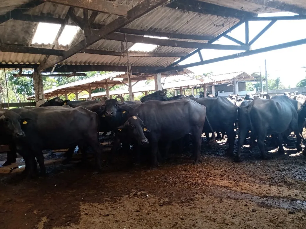 Fazenda à venda de 133 ha em Pilar do Sul, SP, Brasil