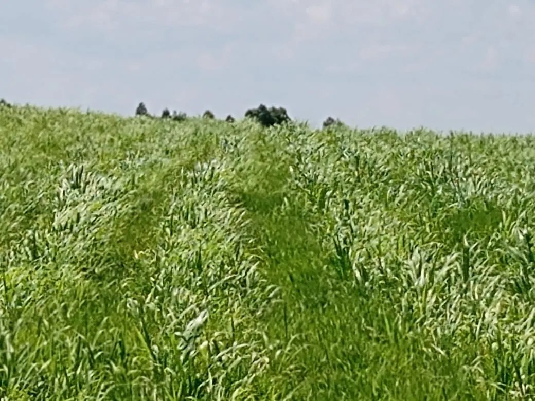 Fazenda à venda de 133 ha em Pilar do Sul, SP, Brasil