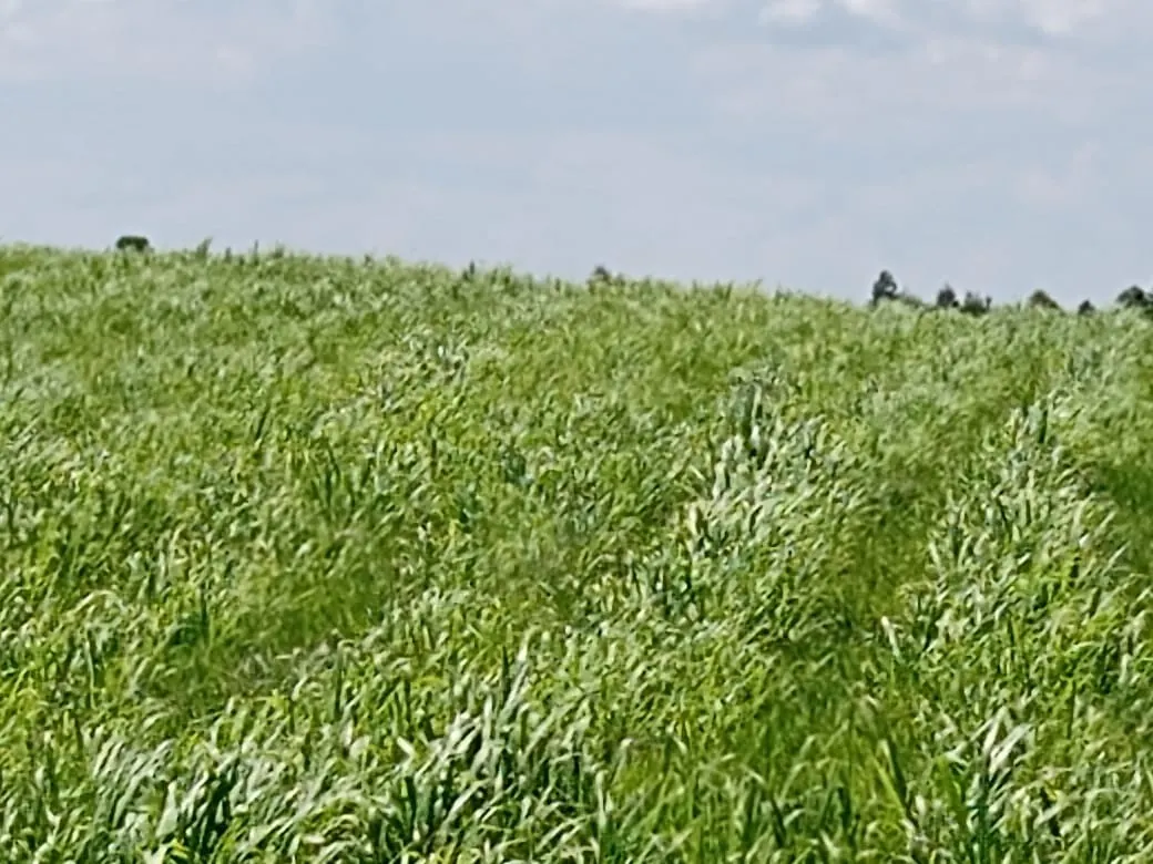 Fazenda à venda de 133 ha em Pilar do Sul, SP, Brasil