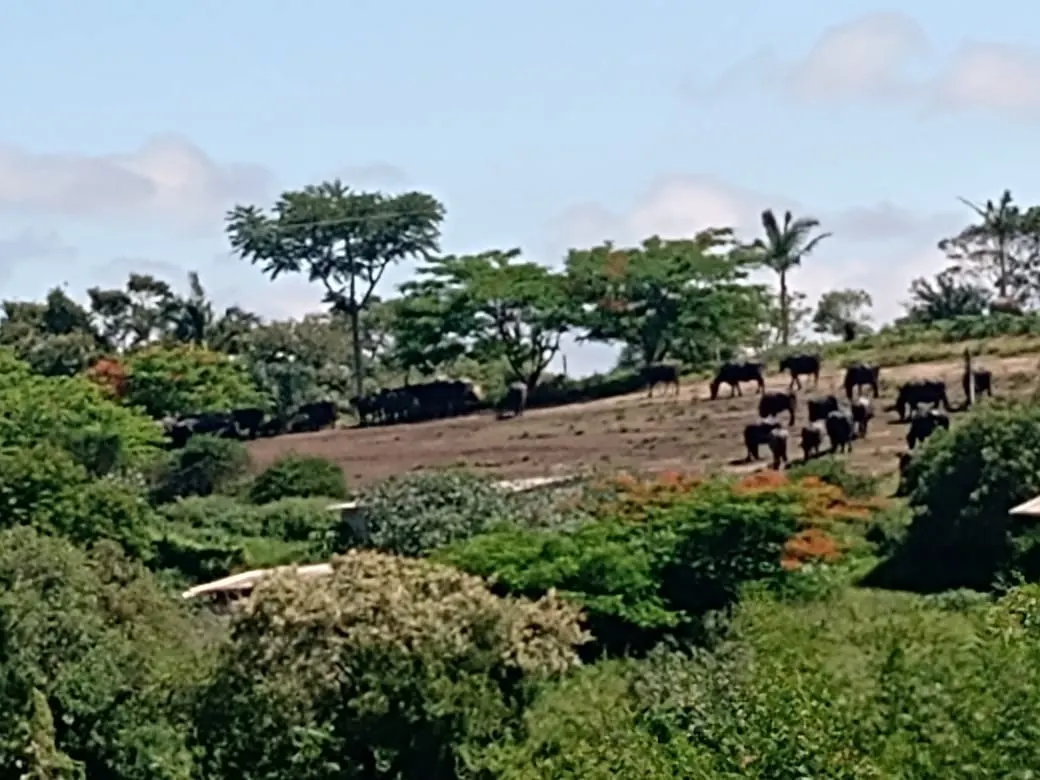Fazenda à venda de 133 ha em Pilar do Sul, SP, Brasil