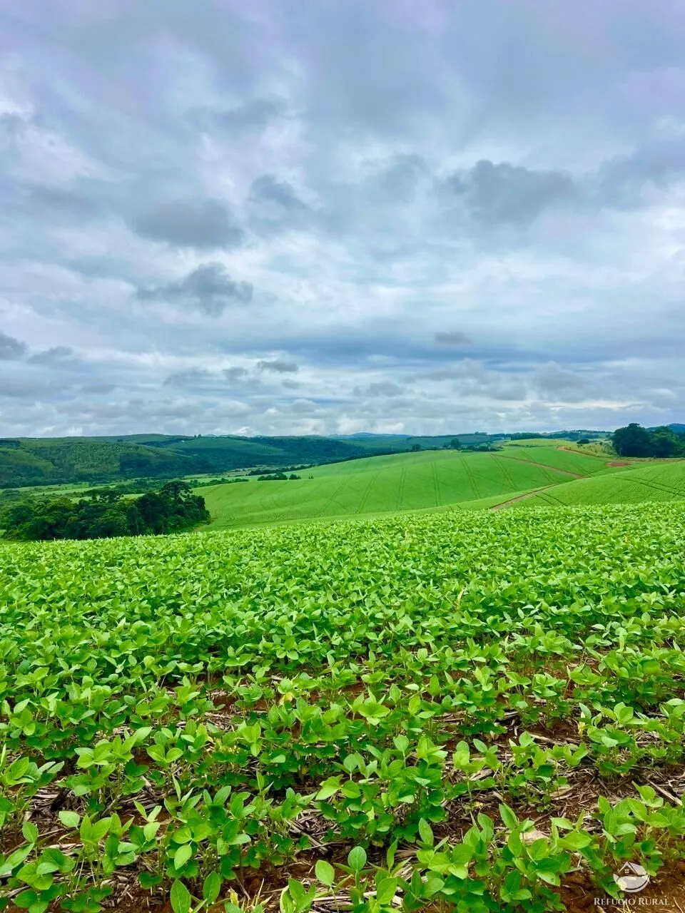 Fazenda à venda de 580 ha em Ipuiúna, MG, Brasil