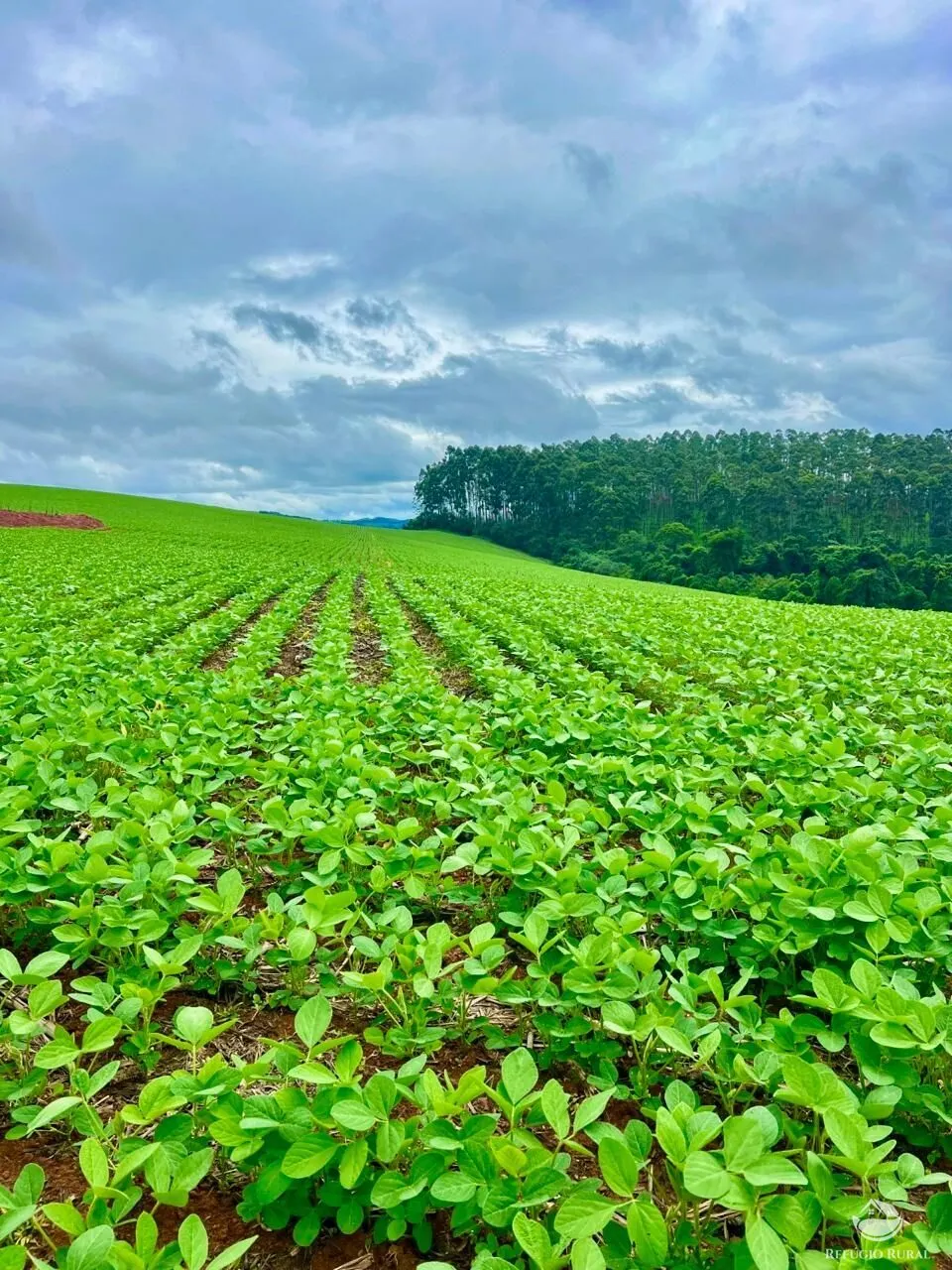 Fazenda à venda de 580 ha em Ipuiúna, MG, Brasil