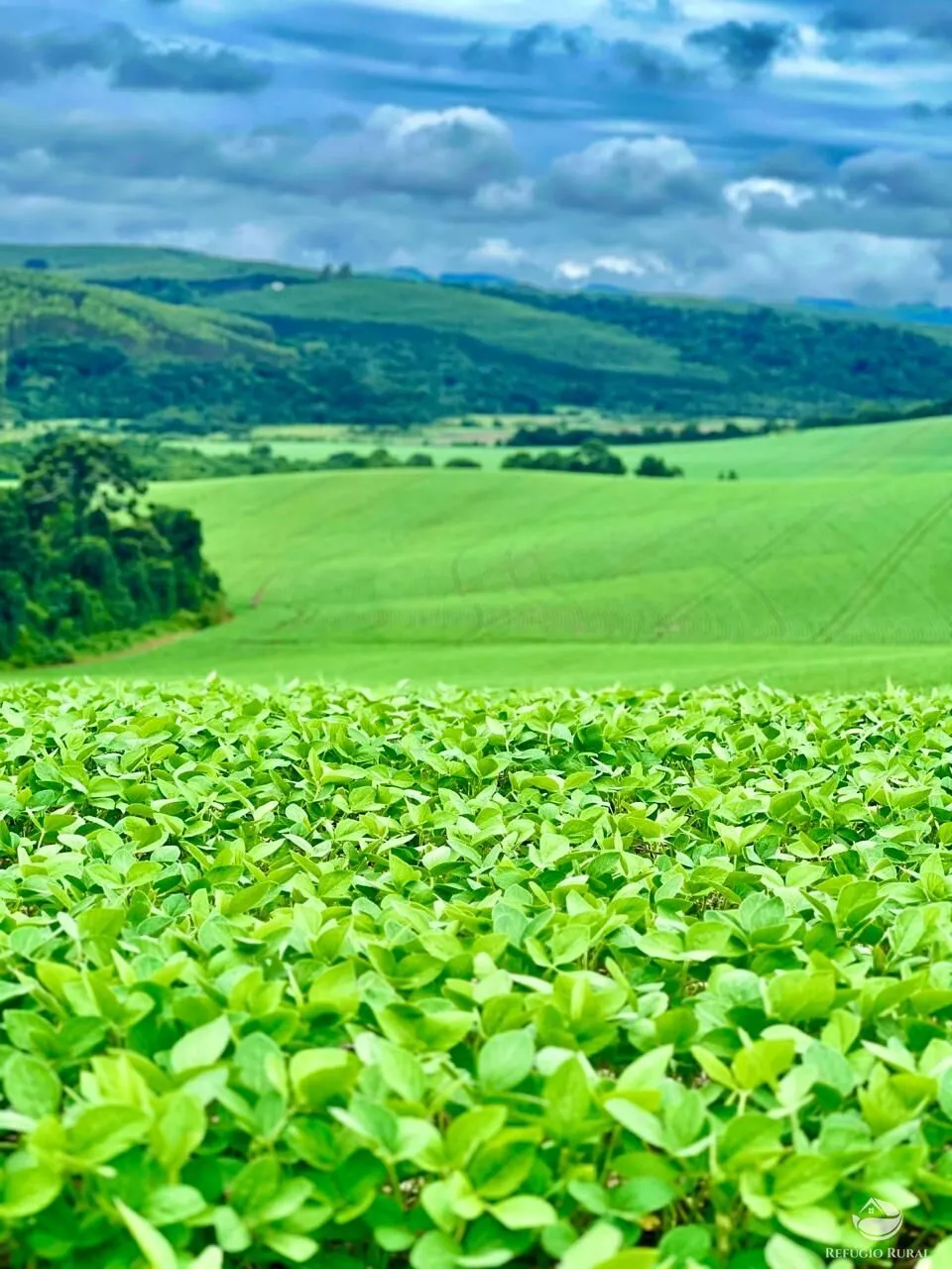 Fazenda à venda de 580 ha em Ipuiúna, MG, Brasil