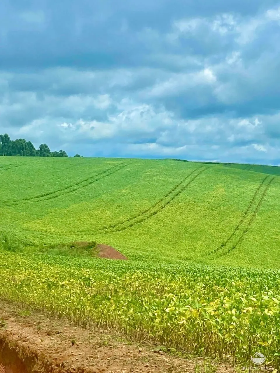 Fazenda à venda de 580 ha em Ipuiúna, MG, Brasil