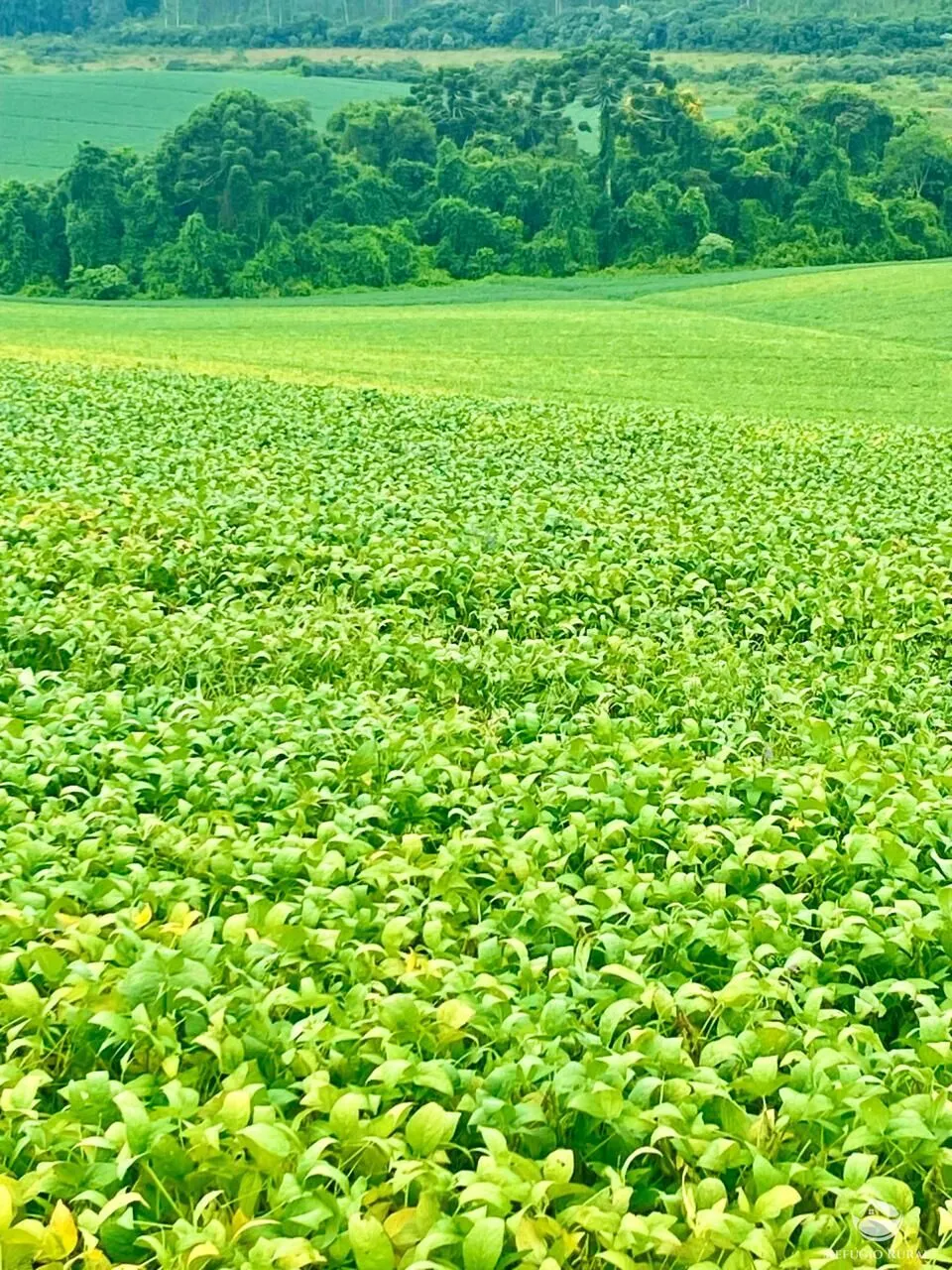 Fazenda à venda de 580 ha em Ipuiúna, MG, Brasil