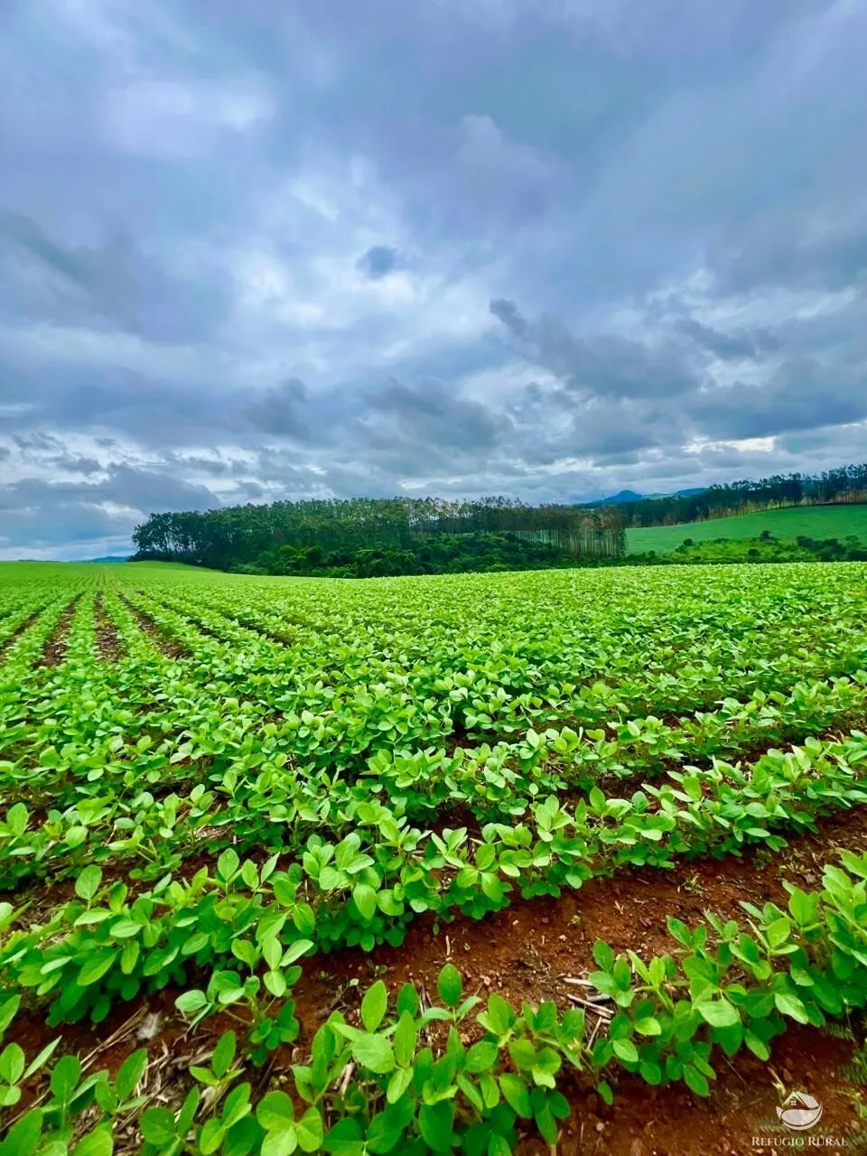 Fazenda à venda de 580 ha em Ipuiúna, MG, Brasil