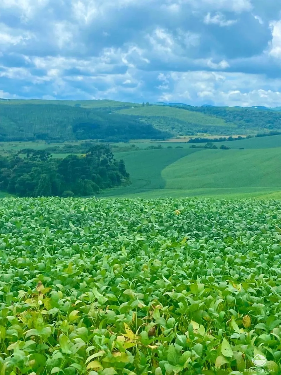 Fazenda à venda de 580 ha em Ipuiúna, MG, Brasil