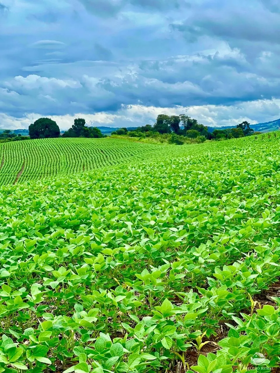 Fazenda à venda de 580 ha em Ipuiúna, MG, Brasil