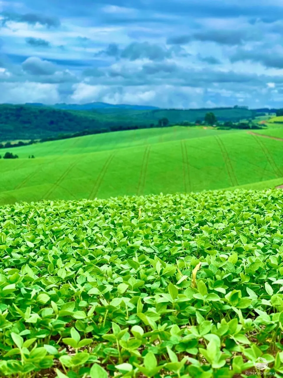 Fazenda à venda de 580 ha em Ipuiúna, MG, Brasil