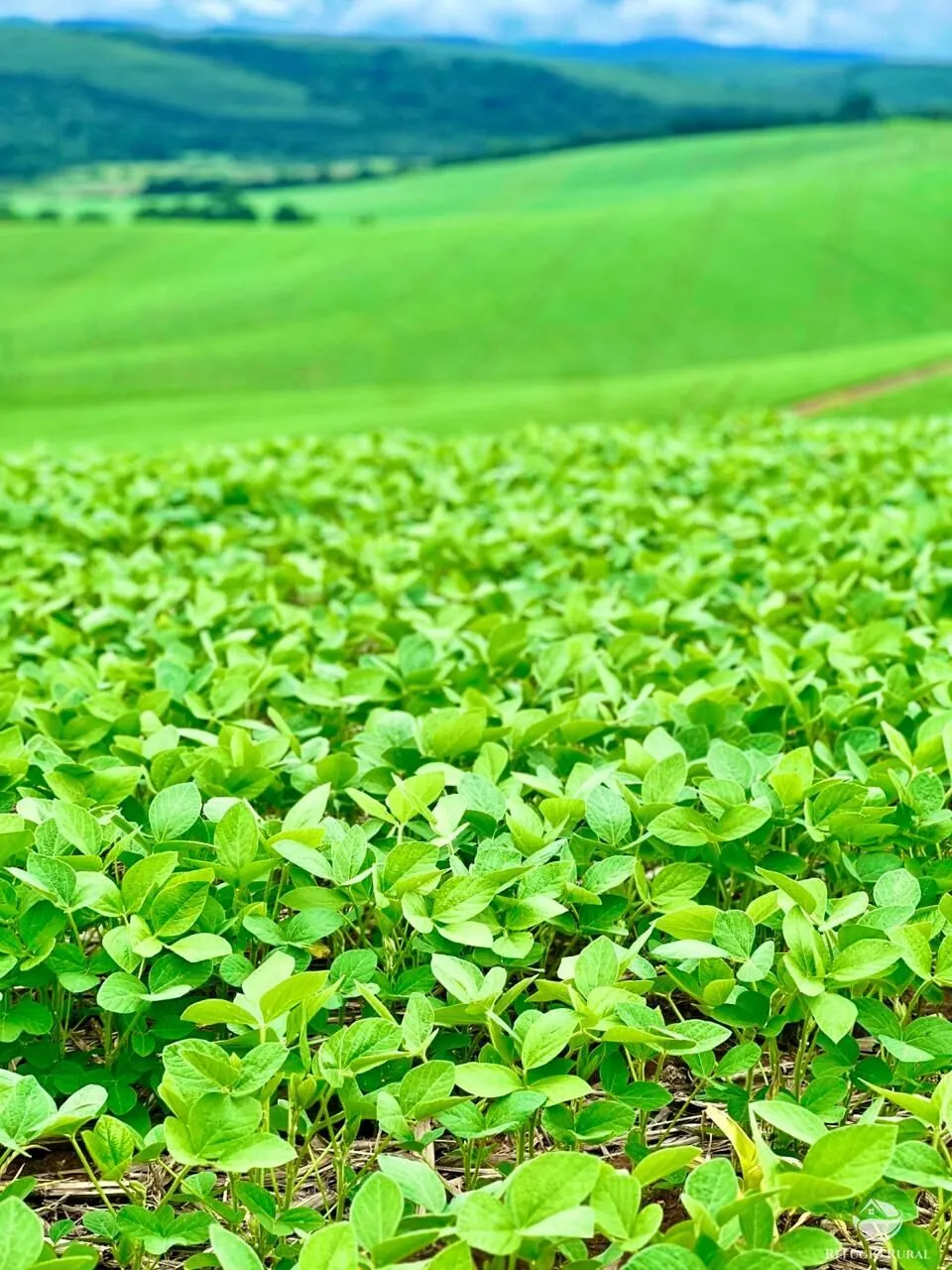 Fazenda à venda de 580 ha em Ipuiúna, MG, Brasil