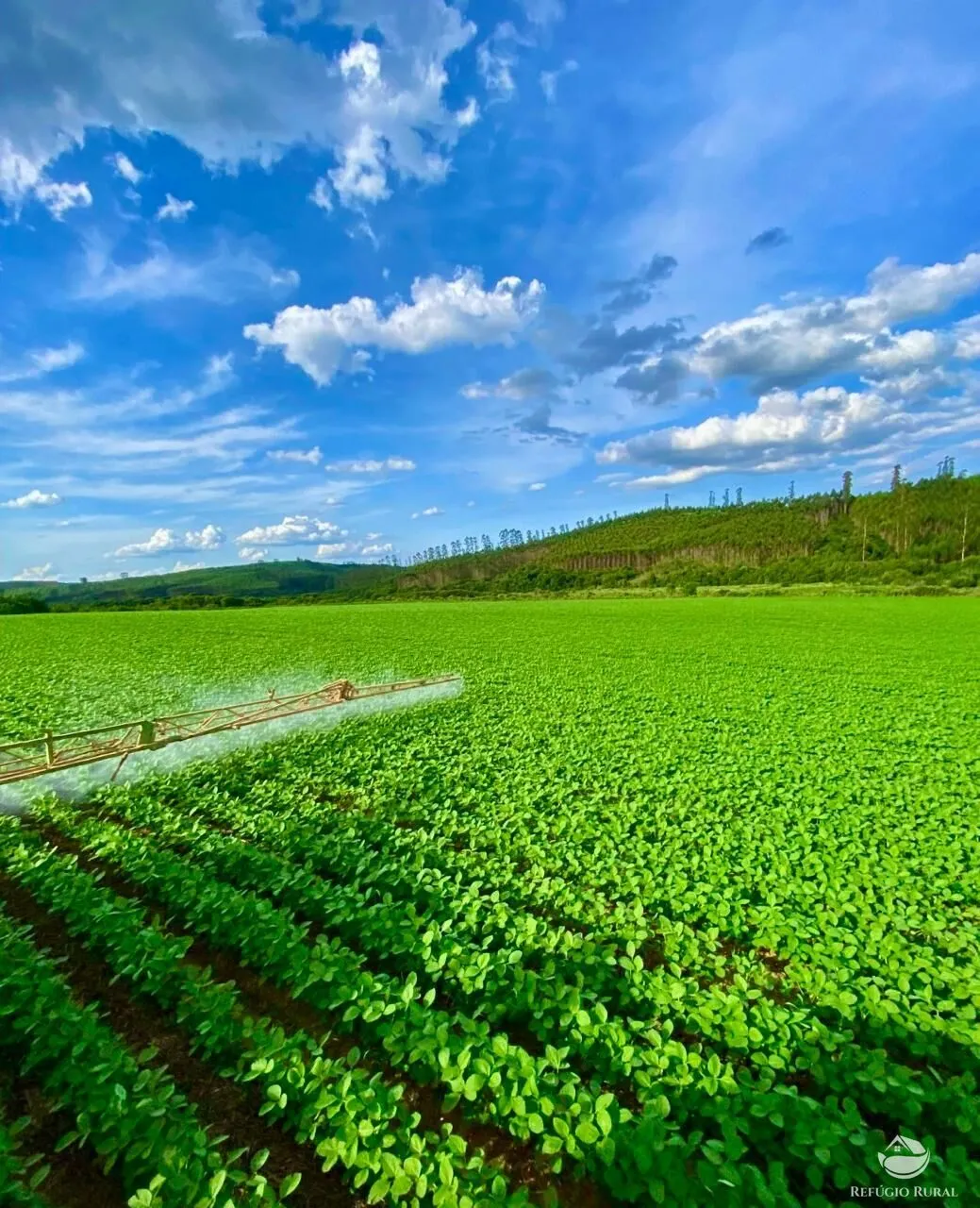 Fazenda à venda de 580 ha em Ipuiúna, MG, Brasil
