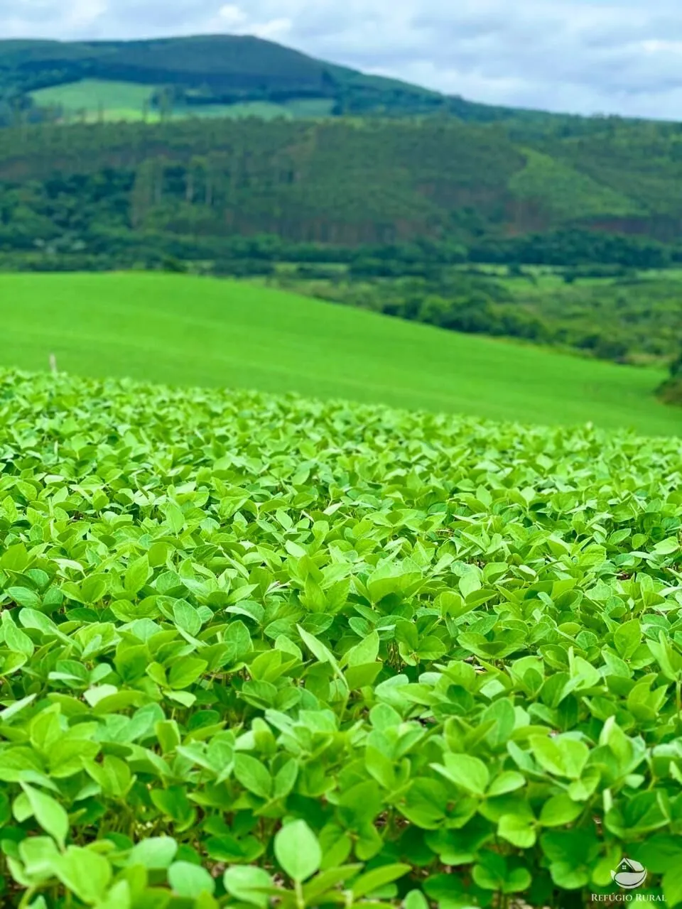 Fazenda à venda de 580 ha em Ipuiúna, MG, Brasil