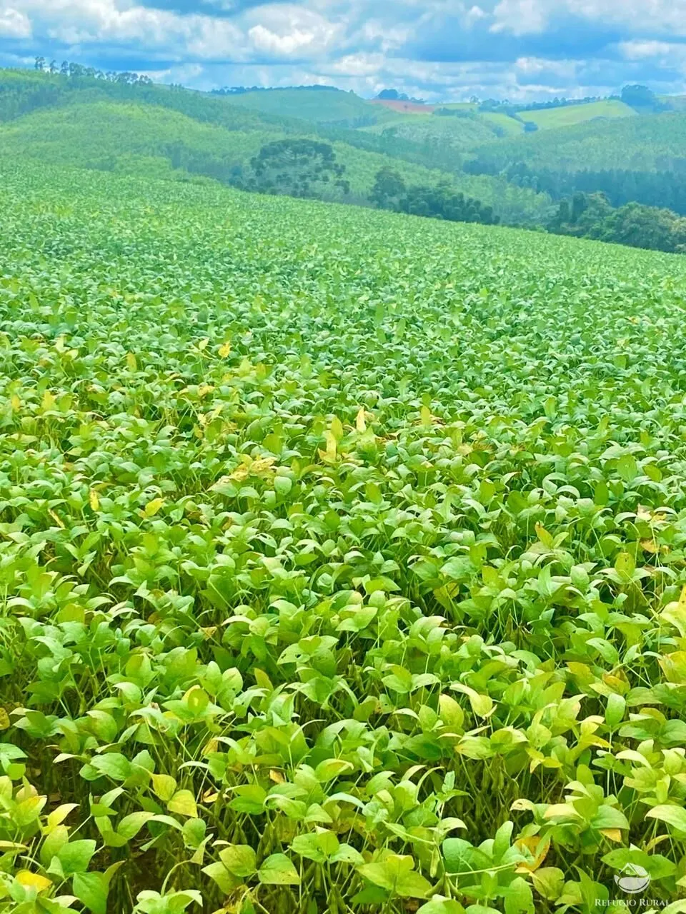 Fazenda à venda de 580 ha em Ipuiúna, MG, Brasil