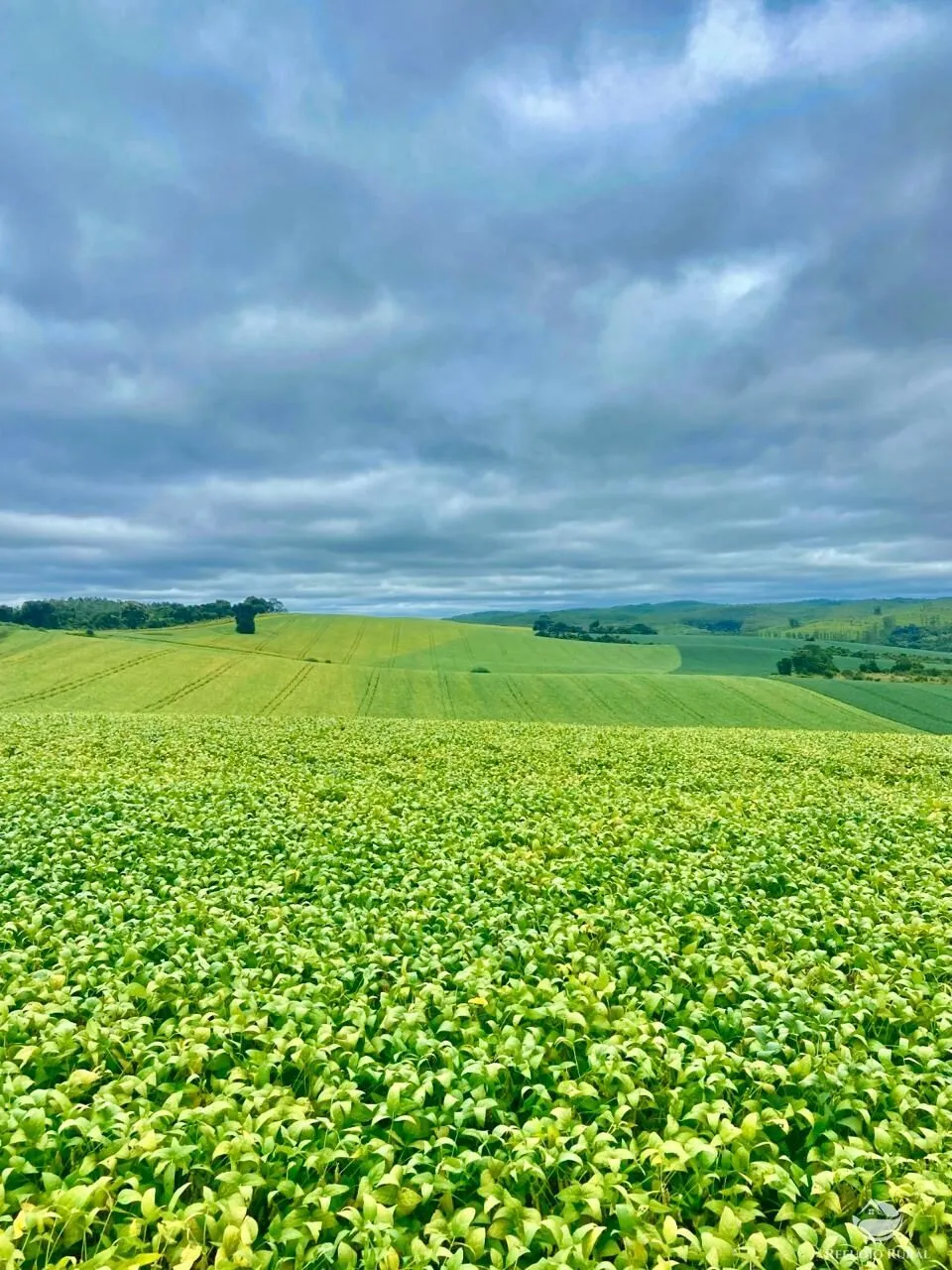 Fazenda à venda de 580 ha em Ipuiúna, MG, Brasil