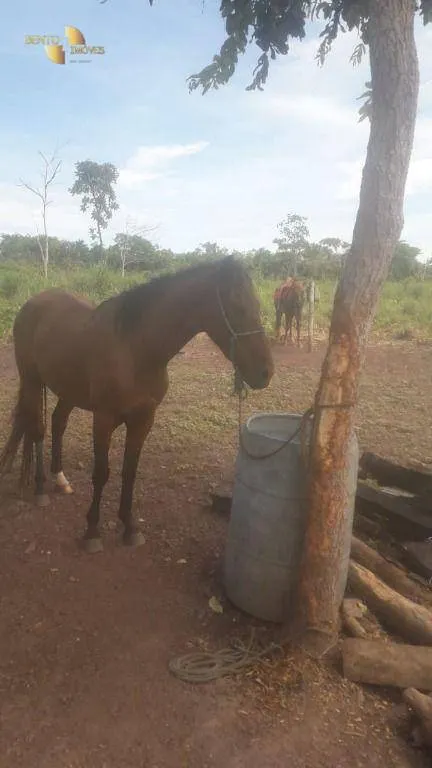 Fazenda à venda de 270 ha em Jangada, MT, Brasil