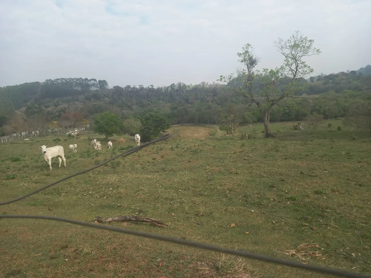 Small farm for sale of 60 acres in Guareí, SP, Brazil
