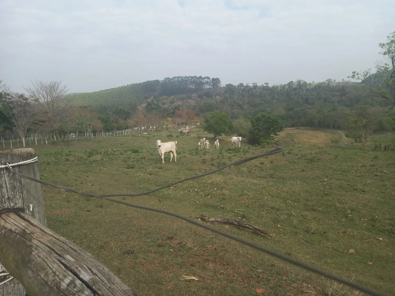 Small farm for sale of 60 acres in Guareí, SP, Brazil