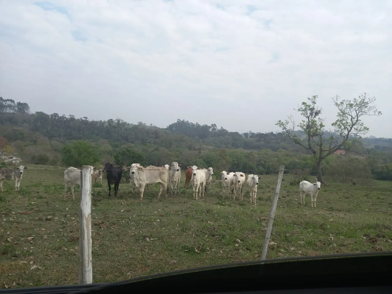 Small farm for sale of 60 acres in Guareí, SP, Brazil