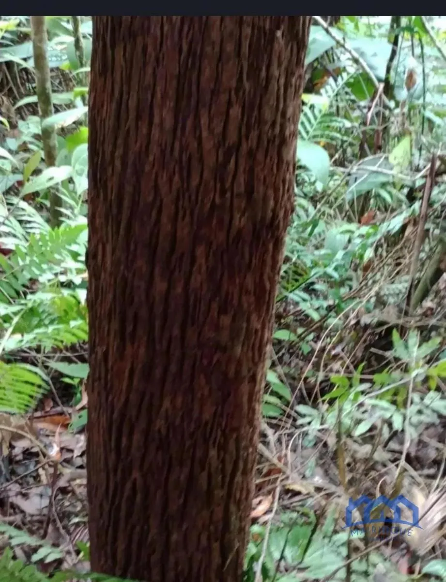 Fazenda à venda de 1.867 ha em São Paulo, SP, Brasil