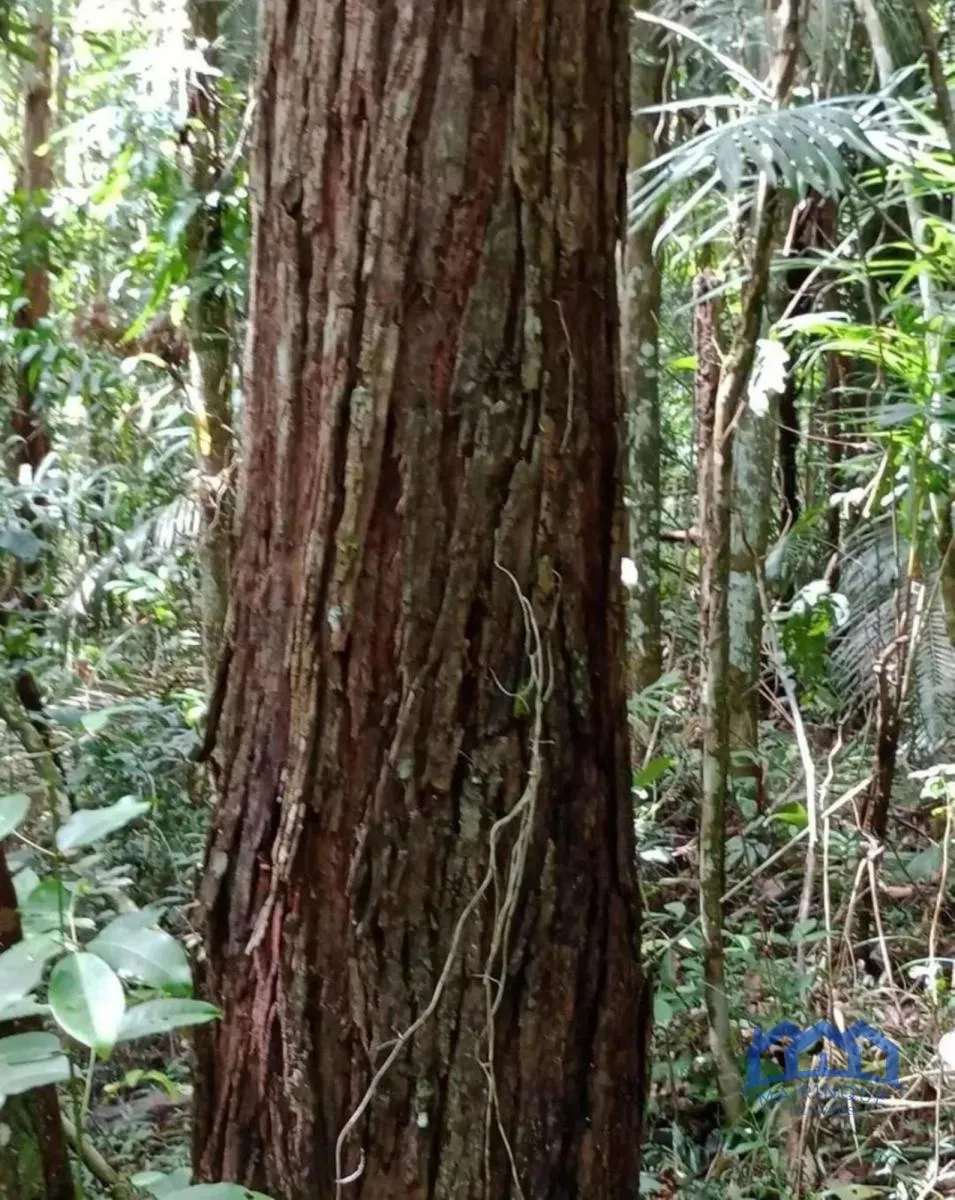 Fazenda à venda de 1.867 ha em São Paulo, SP, Brasil