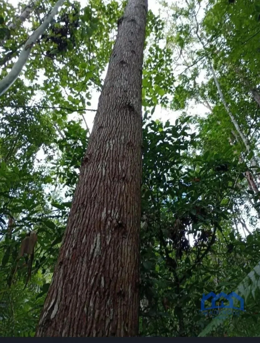 Fazenda à venda de 1.867 ha em São Paulo, SP, Brasil