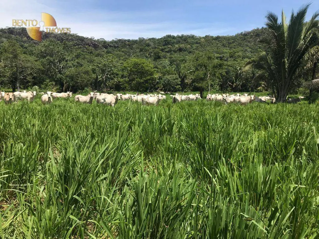 Fazenda à venda de 1.240 ha em Jangada, MT, Brasil