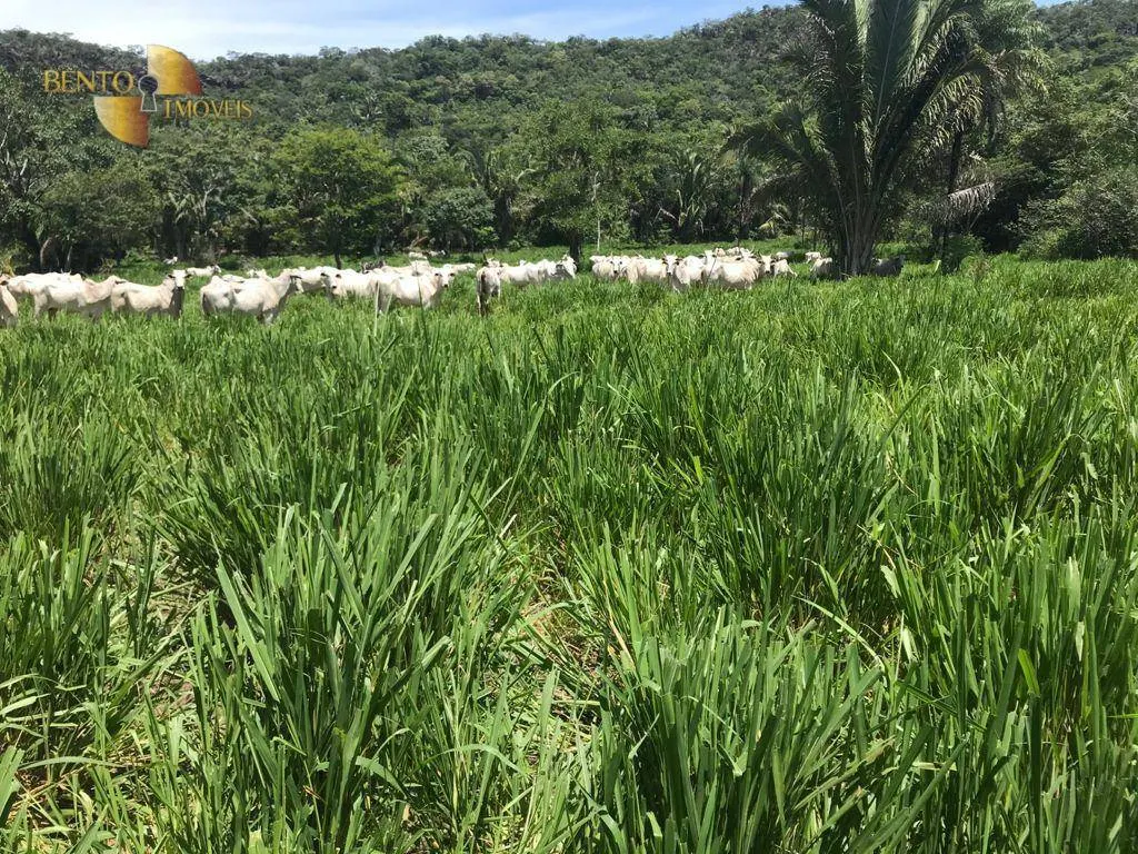 Fazenda à venda de 1.240 ha em Jangada, MT, Brasil