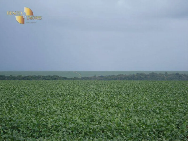 Fazenda à venda e para Arrendar de 2.461 ha em Rondonópolis, MT, Brasil