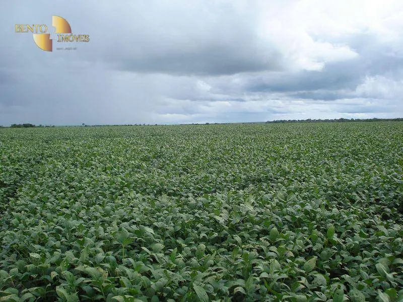 Fazenda à venda e para Arrendar de 2.461 ha em Rondonópolis, MT, Brasil
