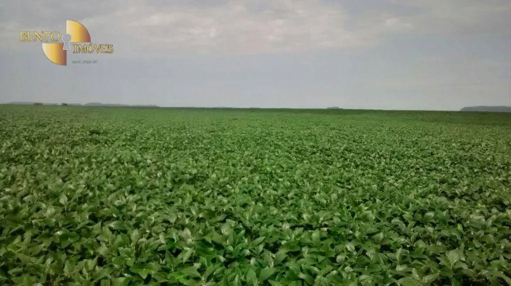 Fazenda à venda e para Arrendar de 2.461 ha em Rondonópolis, MT, Brasil