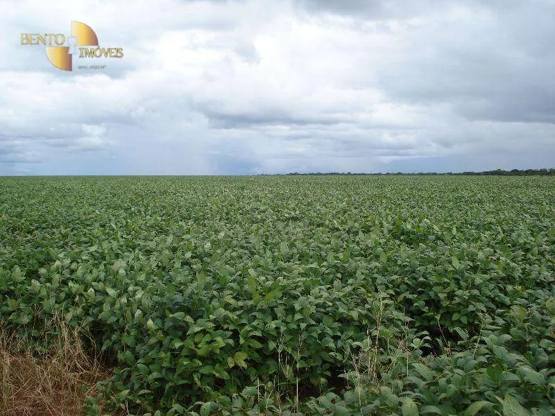 Fazenda à venda e para Arrendar de 2.461 ha em Rondonópolis, MT, Brasil