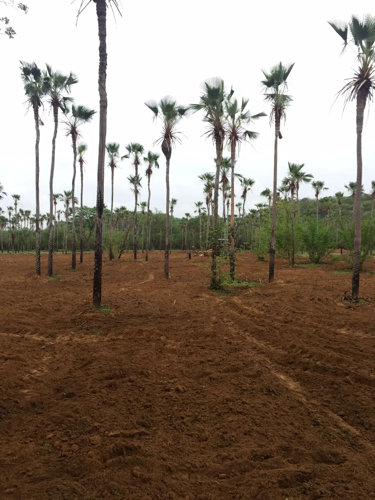 Fazenda à venda de 5.033 ha em Aroazes, PI, Brasil