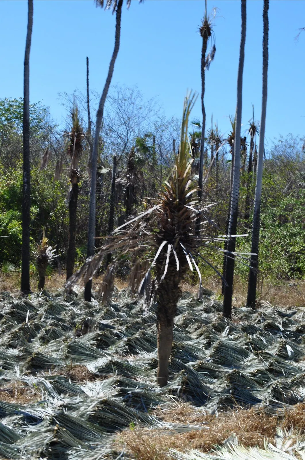 Fazenda à venda de 5.033 ha em Aroazes, PI, Brasil