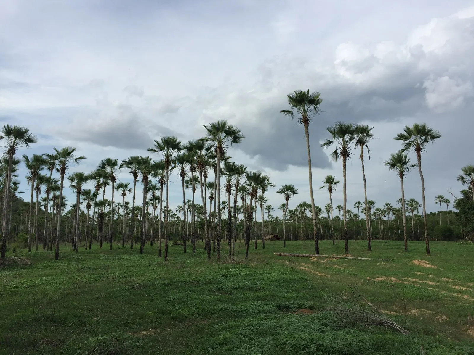 Fazenda à venda de 5.033 ha em Aroazes, PI, Brasil